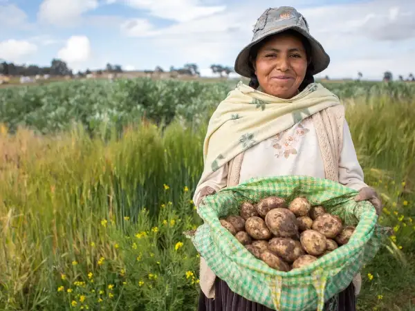 Latin America - Bolivia - Elizabeth Yauli Mayta - Harvest 2016 - potatoes