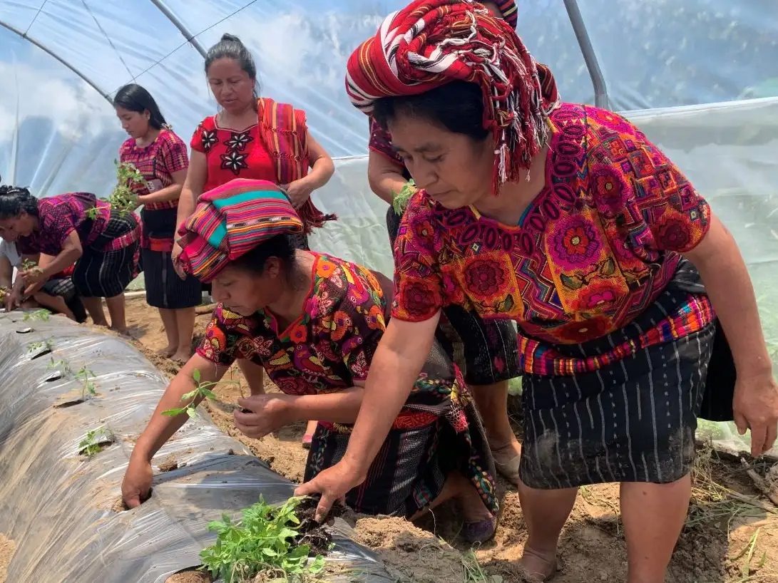 Building resilience among female indigenous farmers in Guatemala