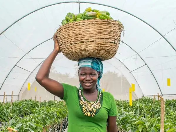 Sowing the seeds of poverty