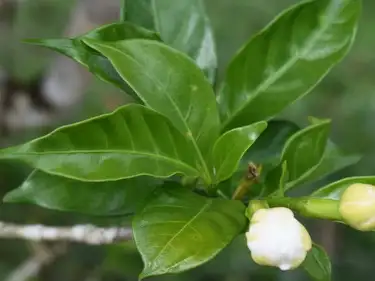 Laudato Si' resources