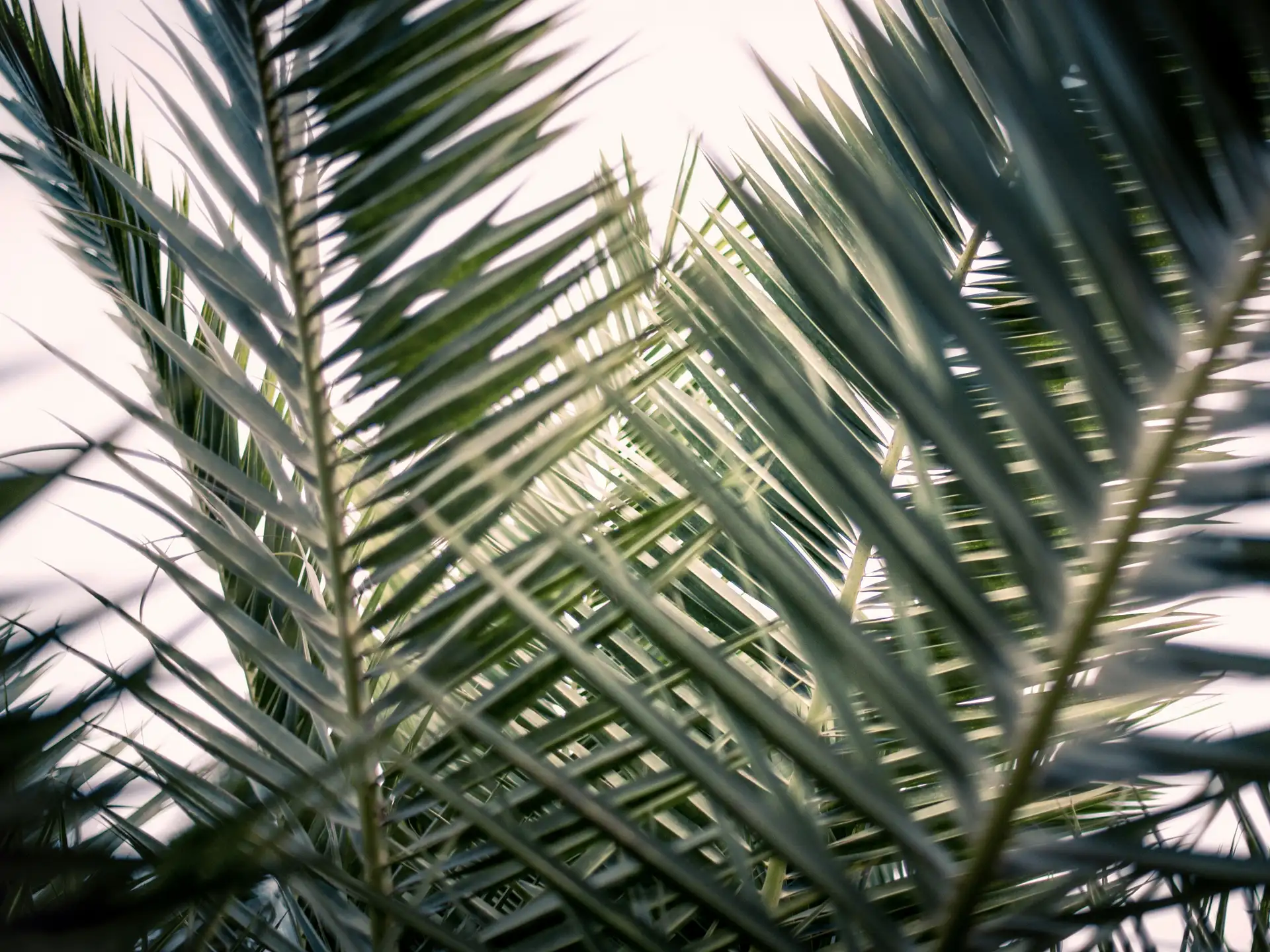 Image - Lent calendar 13 April