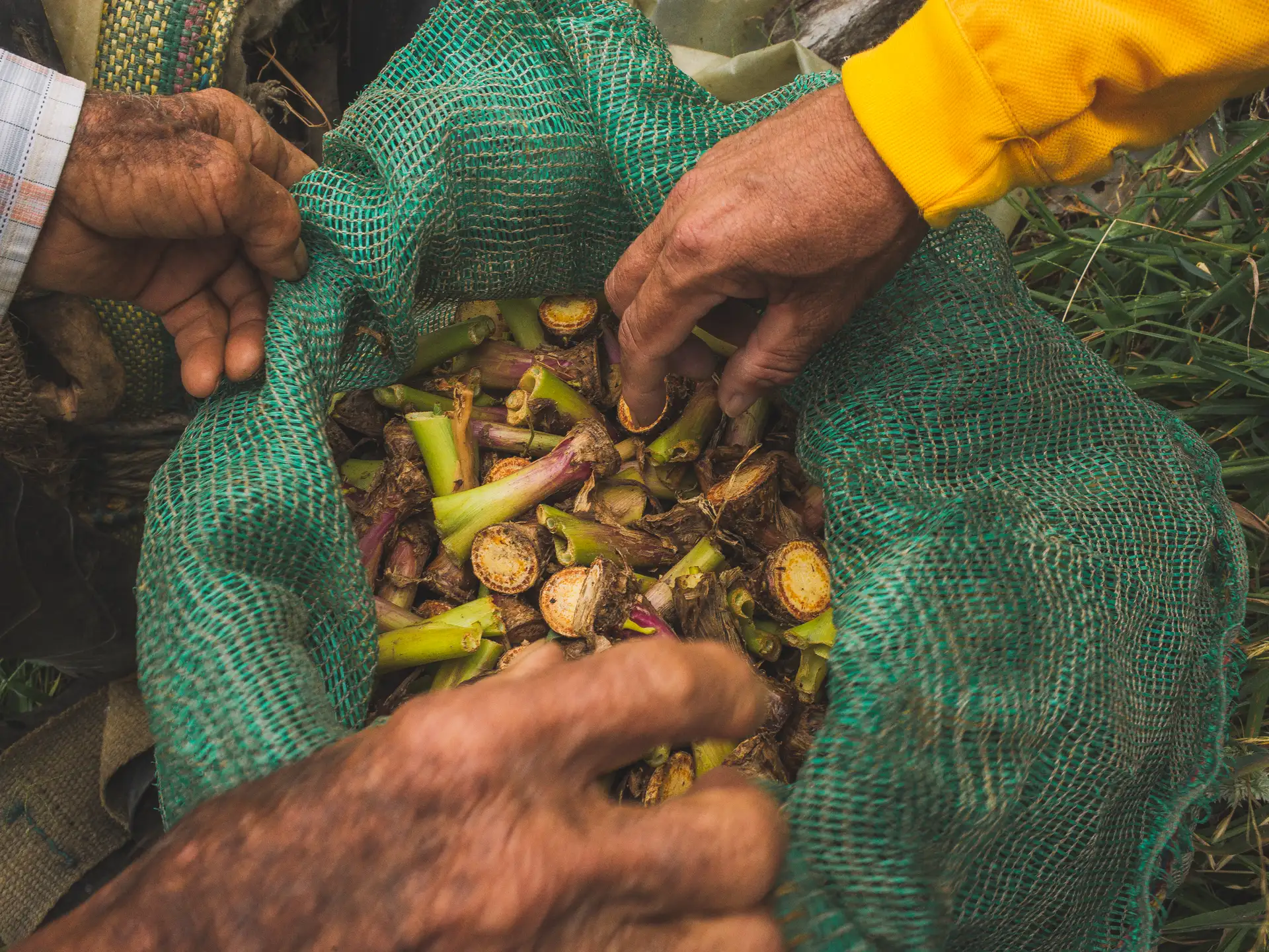 David vs Goliath: Smallholder farmers in Colombia standing up for their rights