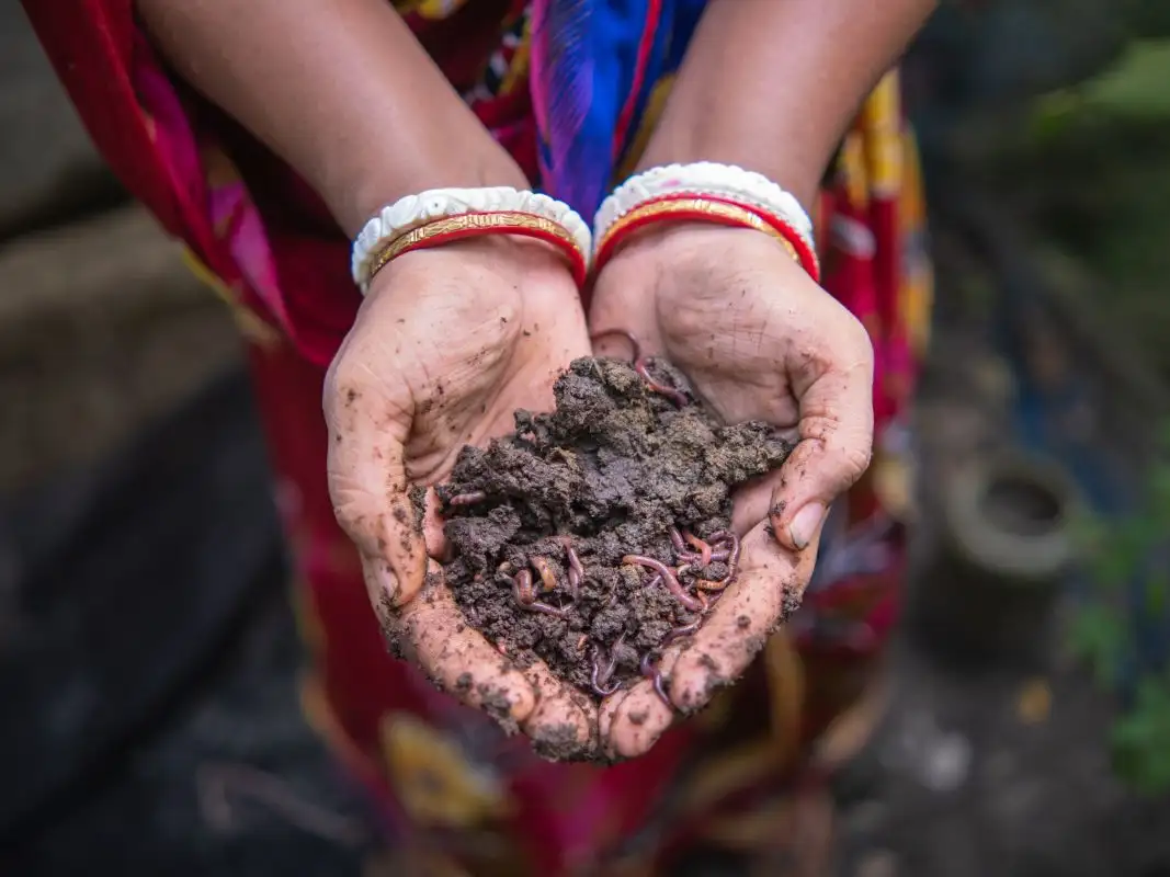 40050 - Vermicompost transforming lives in Bangladesh