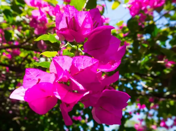 Care of creation prayers