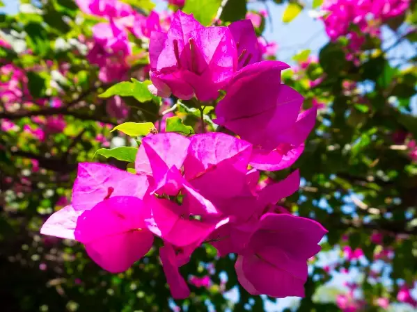 Care of creation(800x449).jpg