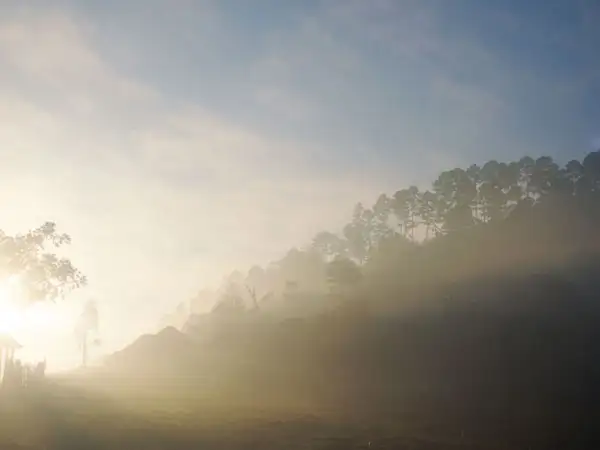 Latin America - Mexico - Rainforest