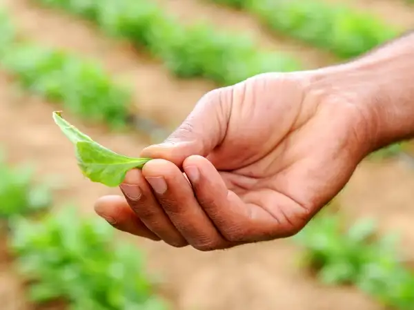 Laudato Si' resources for young people