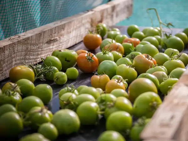 Livesimply award St Benedicts Garforth parish-10.jpg