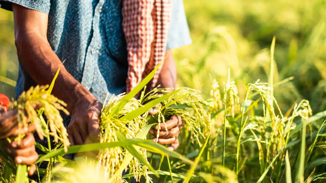 Mogibor crops_Rudro.jpg