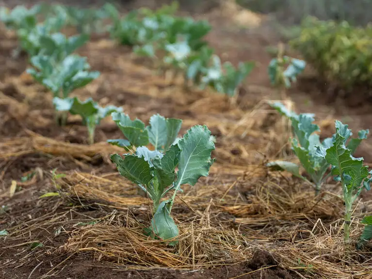 Lent calendar 23 March